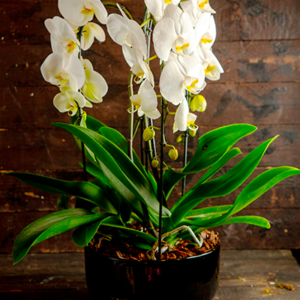 עציץ סחלב לבן