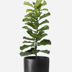 עציץ קישוט עם כלי שחור