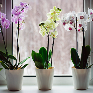 סחלבים לפי בחירה