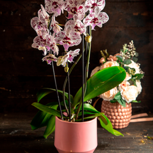 סחלב לבן עם נגיעות סגולות