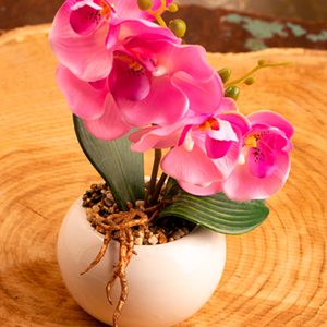 סחלב קטן וורוד